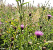 Two Year Sown Legume Fallow AB15 Countryside Stewardship Mixes - Boston Seeds