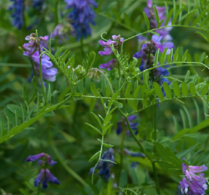 Organic Cover Crops