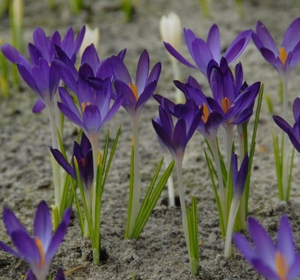 Crocus Bulbs