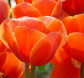 Tulip Bulbs - All