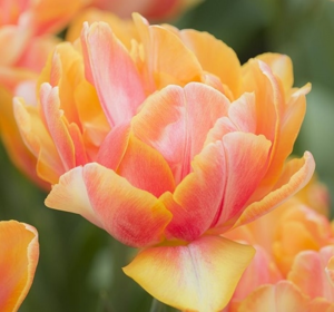 Tulip Bulbs - Double