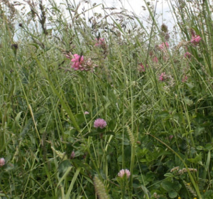 Legume and Herb Rich Swards