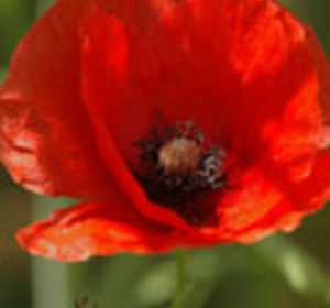 Annual Wildflower Plants