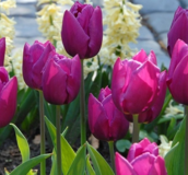 Tulip Bulbs - Single