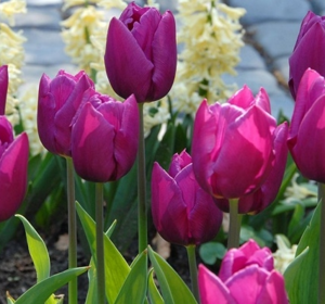 Tulip Bulbs - Single