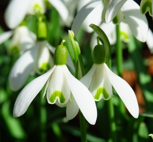 Wildflower Bulbs (Autumn Planted)