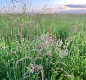 Meadow Grass Seed