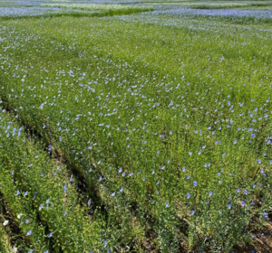 Spring Linseed