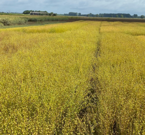 Winter Linseed