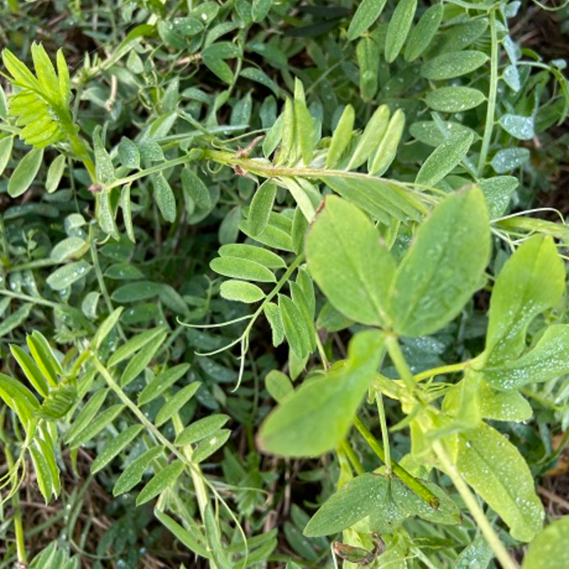 EnviroSeeds Summer Legume Cover Crop Mixture