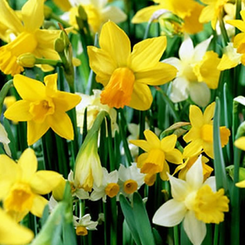 Mixed Daffodils