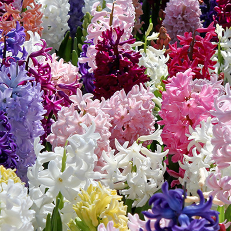 Mixed Hyacinths