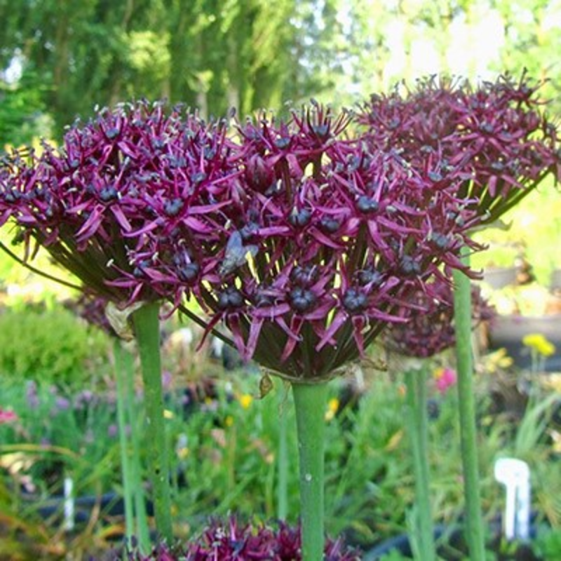 Atropurpureum Allium Bulbs