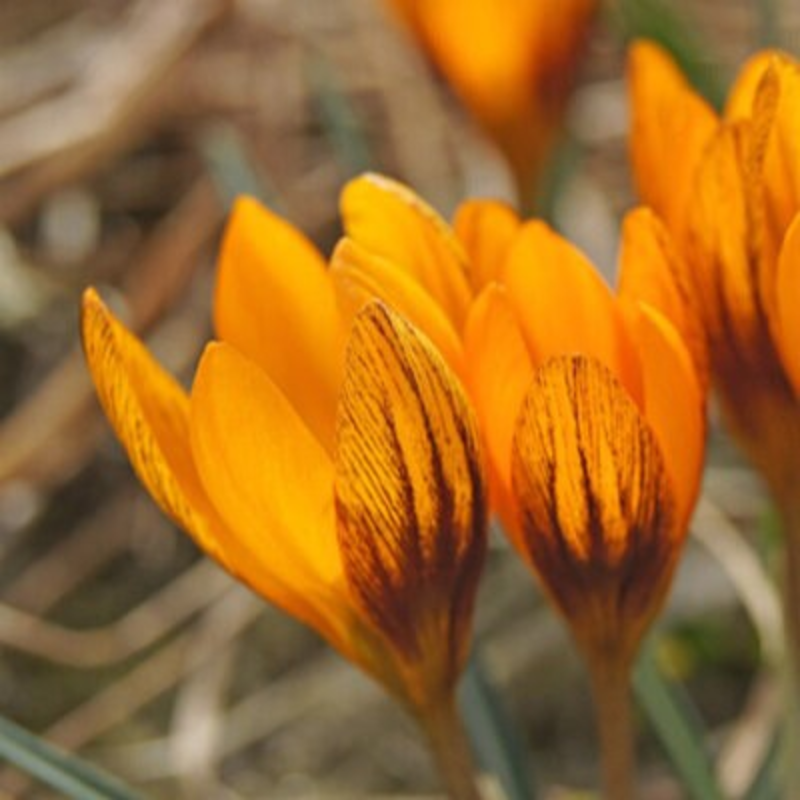 Orange Monarch Specie Crocus Bulbs