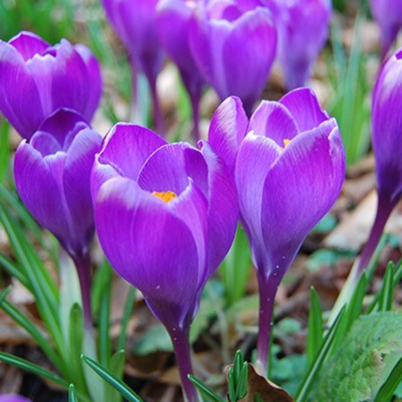 Remembrance Crocus Bulbs