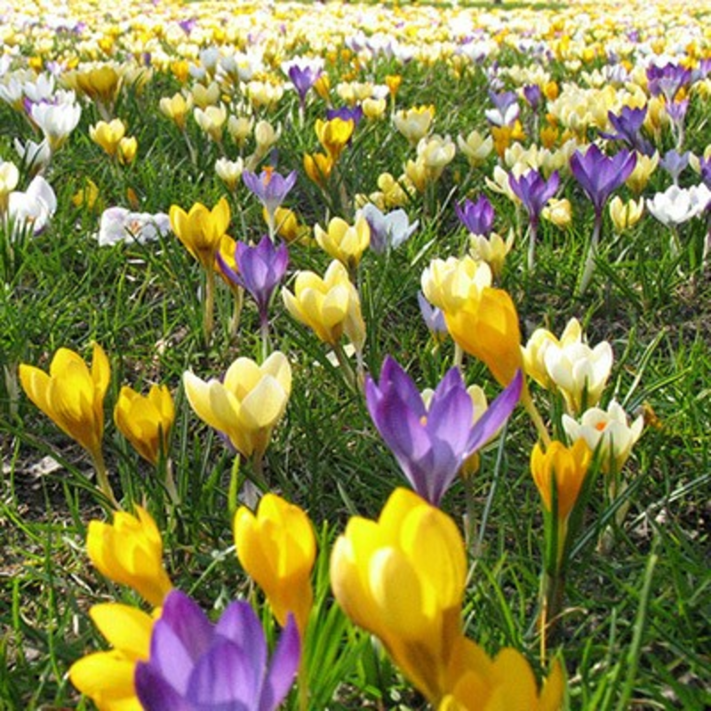 Remembrance Crocus Bulbs