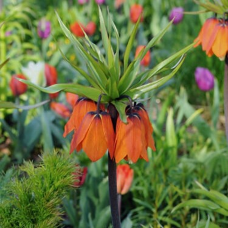 Aurora Imperialis Fritillaria Bulbs