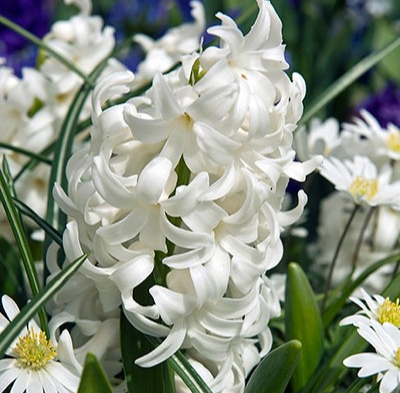 Carnegie White Hyacinth Bulbs