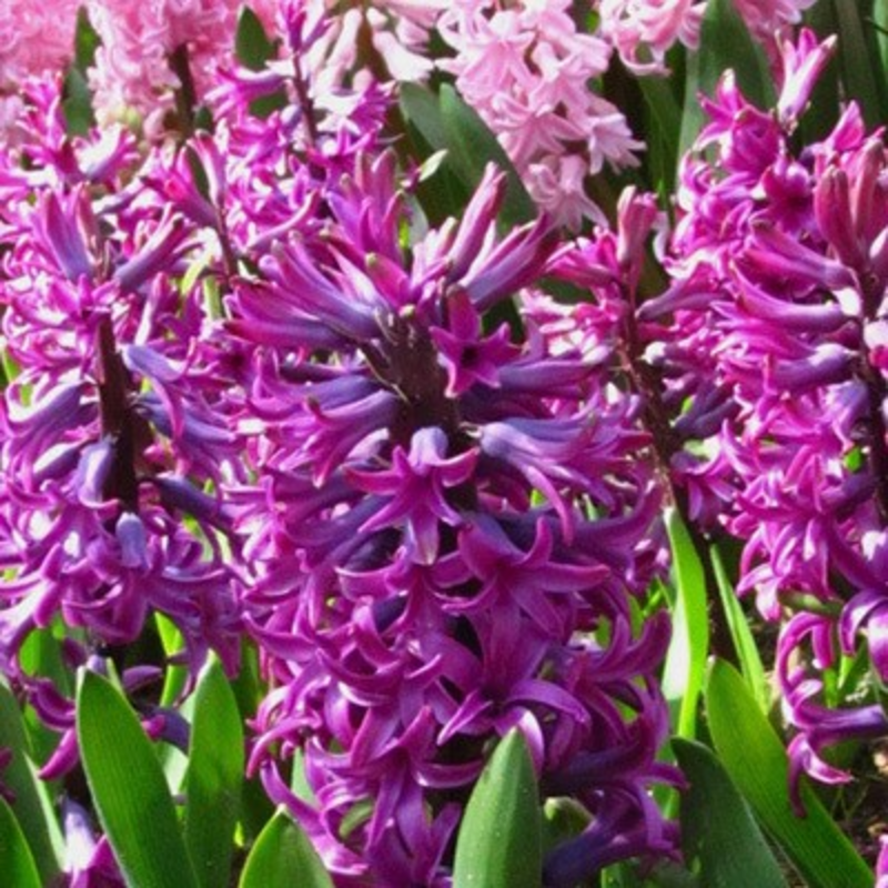 Woodstock Hyacinth Bulbs