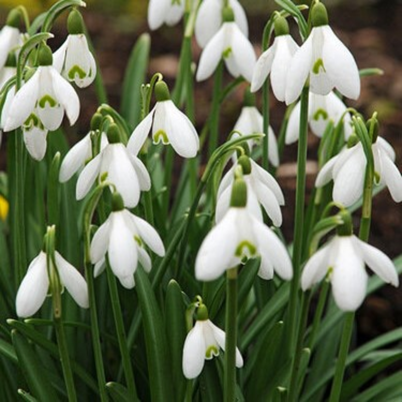 BS Snowdrop (Giant) Bulbs (Galanthus elwesii)