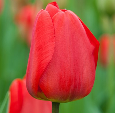Apeldoorn Tulip Bulbs