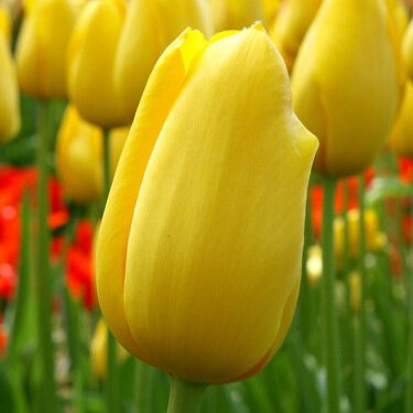Big Smile Tulip Bulbs