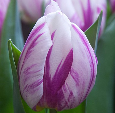 Flaming Prince Tulip Bulbs