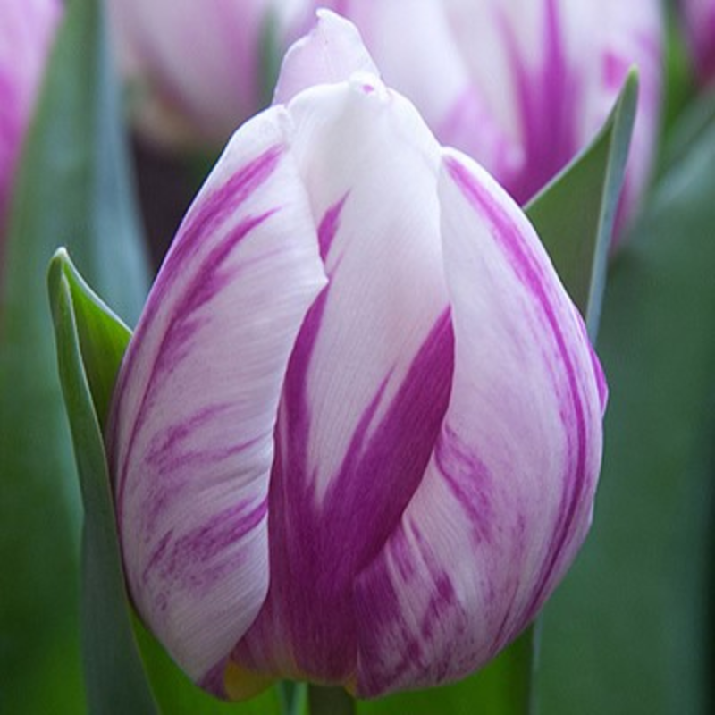 Flaming Prince Tulip Bulbs