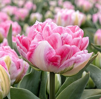 Foxtrot Tulip Bulbs
