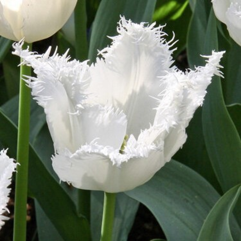 Honeymoon Tulip Bulbs