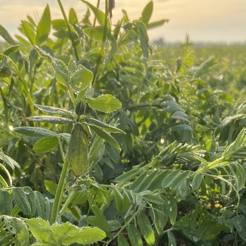 SFI/ALM Totational Annual Legume Mix