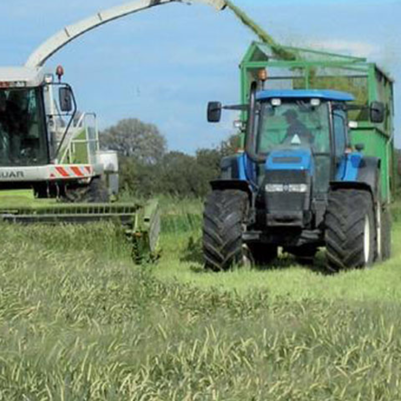 Arable Silage Mix 4