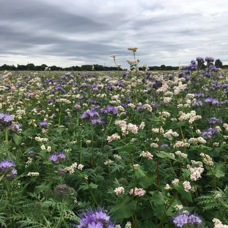 AHL1 / AB1 1 Year Nectar Flower Mix (CSS4/A)