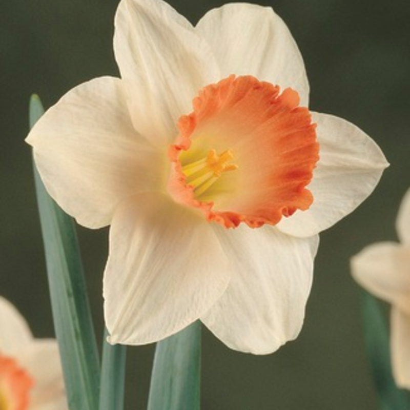 Pink Pride Daffodil Bulbs