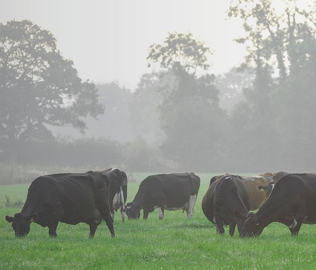 BS Aber High Sugar Grass - Dairy Dual Purpose (Without Clover) - Long Term 4-5 Year Ley