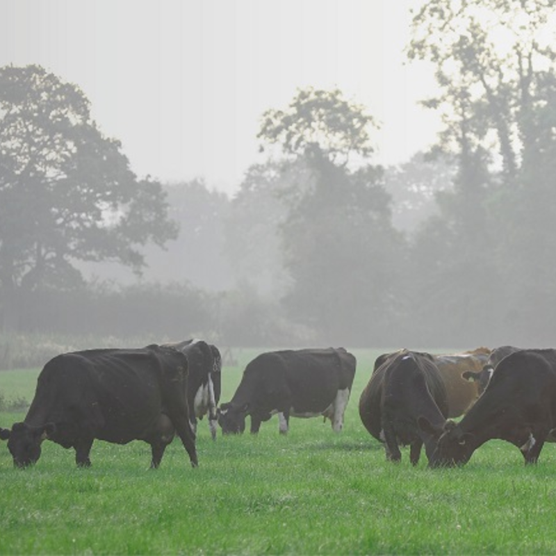 BS Aber High Sugar Grass - Dairy Dual Purpose (Without Clover) - Long Term 4-5 Year Ley