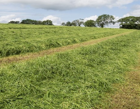 BS Aber High Sugar Grass - Long Term Multi Cut (Without Clover) - Long Term Ley 5+ Years