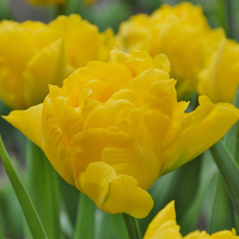 Marie Jo Tulip Bulbs