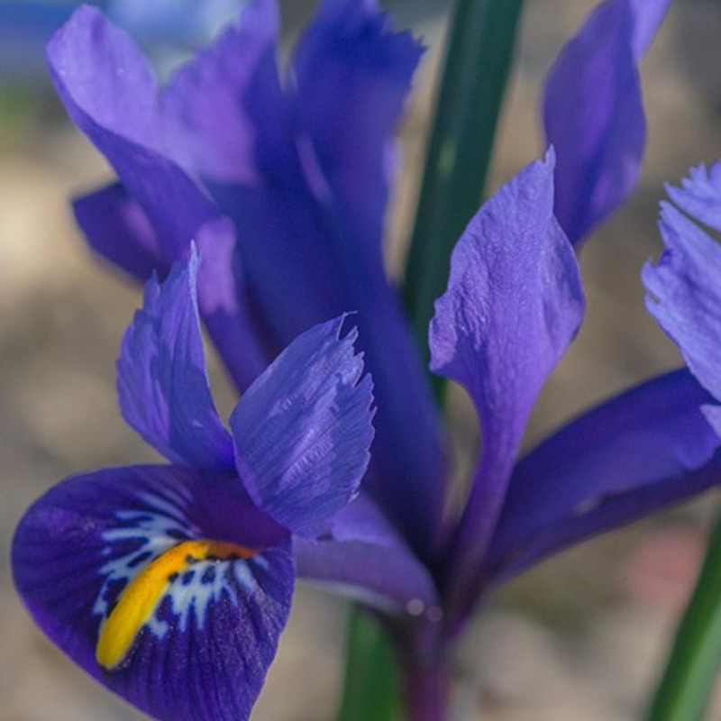 Reticulata JS Dijt Iris Bulbs
