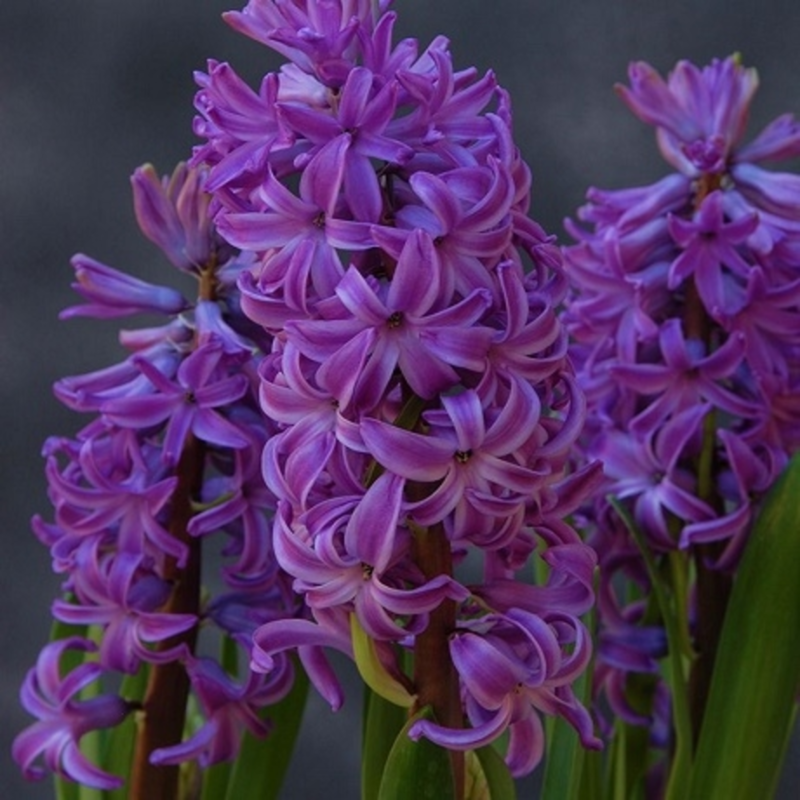 Purple Hyacinth Bulbs