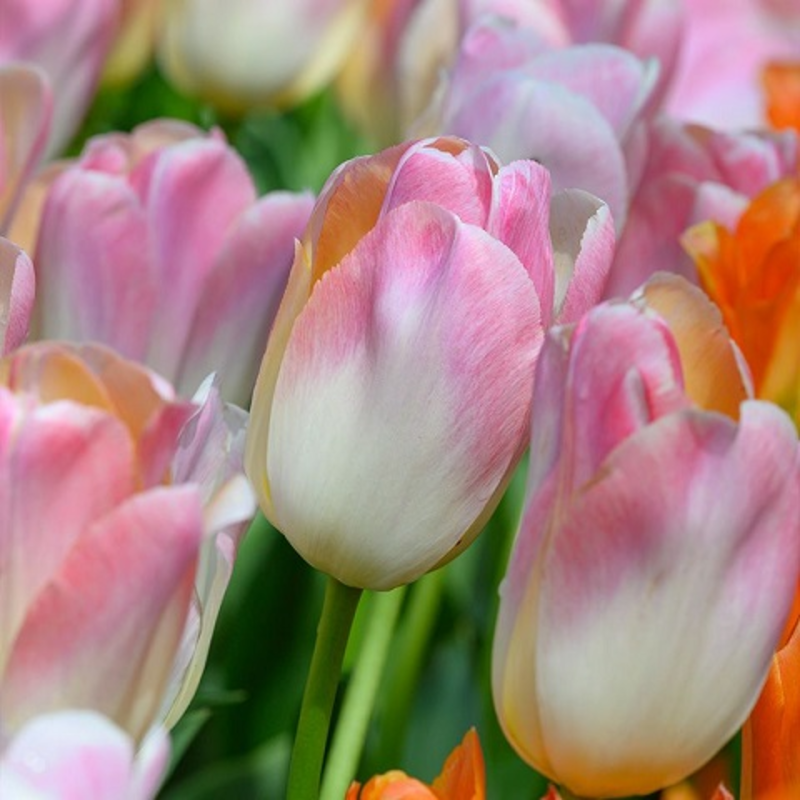 Kunyun tulip bulbs