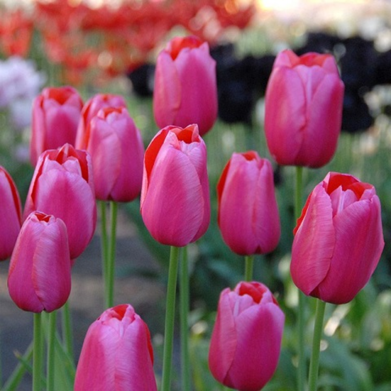 Renown Tulip Bulbs
