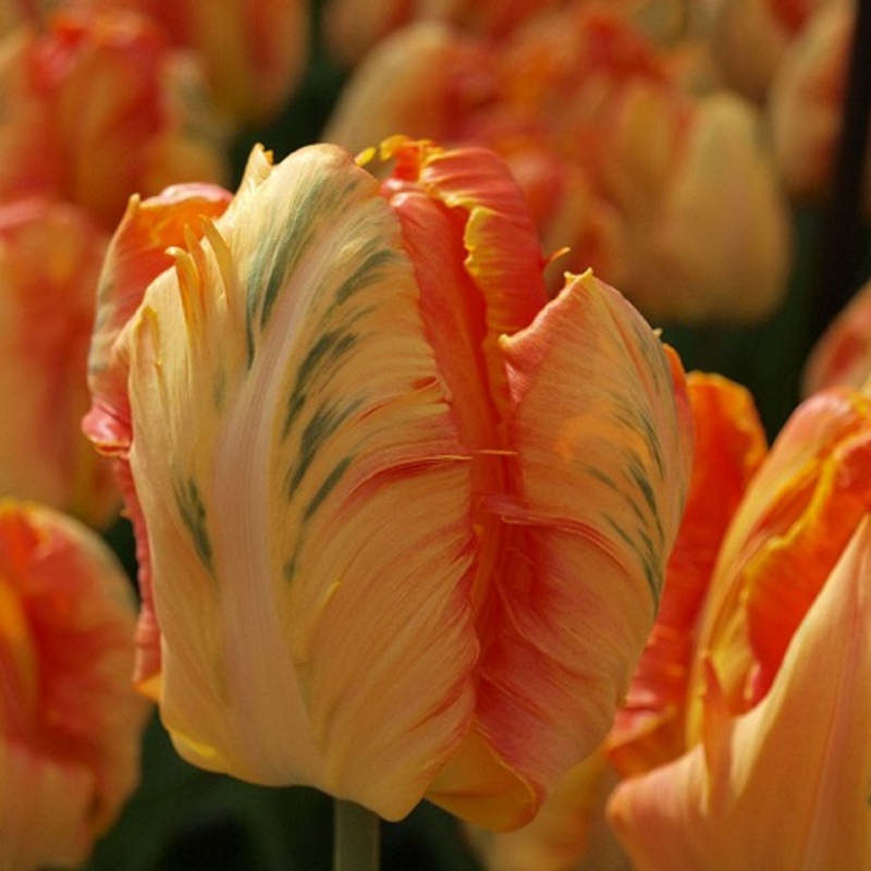 Professor Rontgen Tulip Bulbs