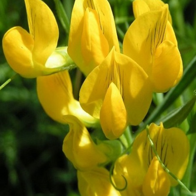 Vetchling, Meadow (Lathyrus pratensis) Seeds