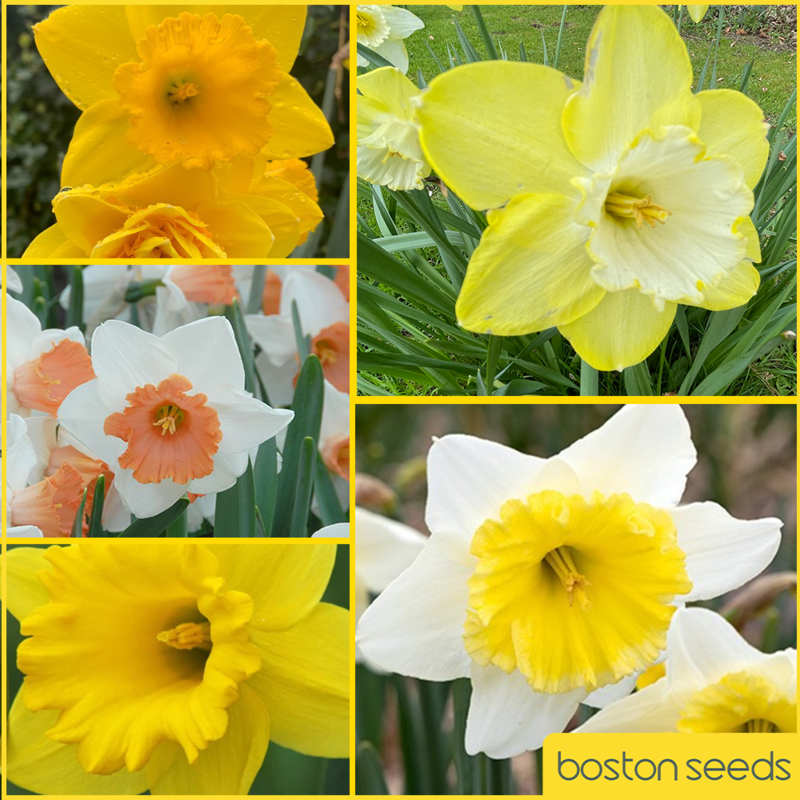 Daffodil Surprise Bulb Collection