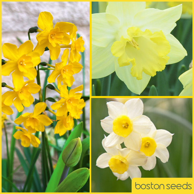 Dwarf Daffodil Surprise Bulb Collection