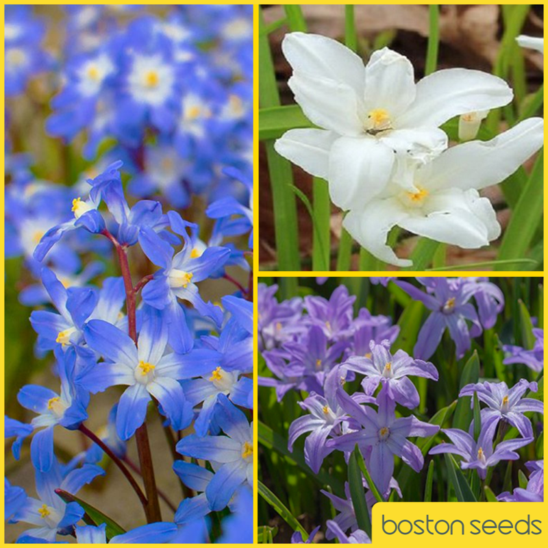 Chionodoxa Surprise Bulb Collection