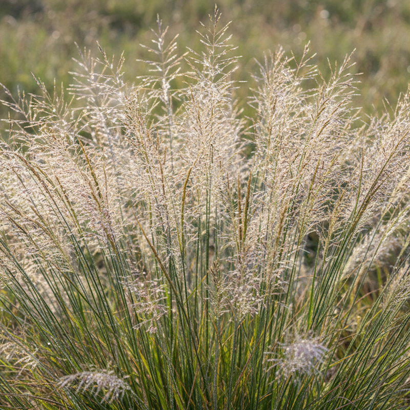 Tufted Hair-grass Seeds(Desch. caespitosa)