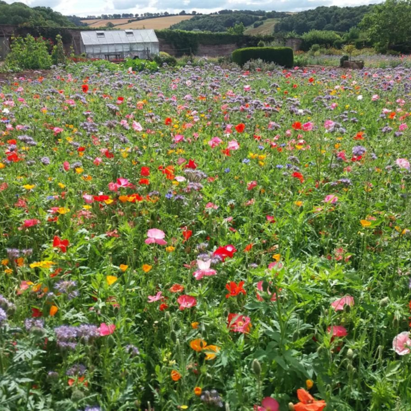ColourMax 1 - Rainbow Cascade Annual Flower Seeds