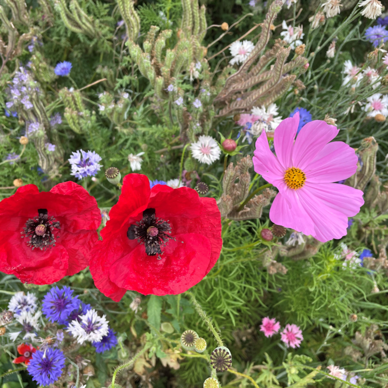 ColourMax 5 - BumbleBird Bonanza